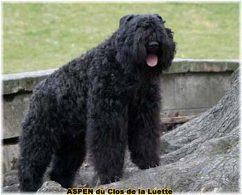  Bouvier des Flandres expositions tous prim&eacute;s